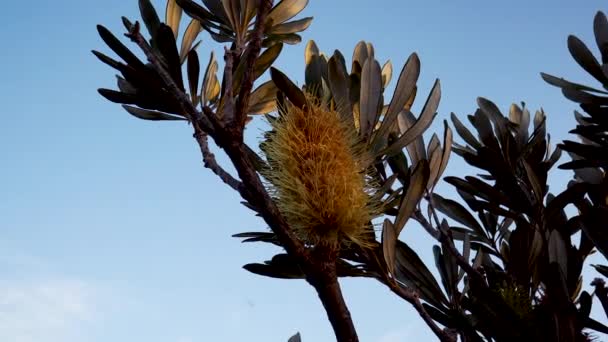 Ανθισμένα Banksia Στο Ξεθώριασμα Απογευματινό Φως Στο Ηλιοβασίλεμα — Αρχείο Βίντεο