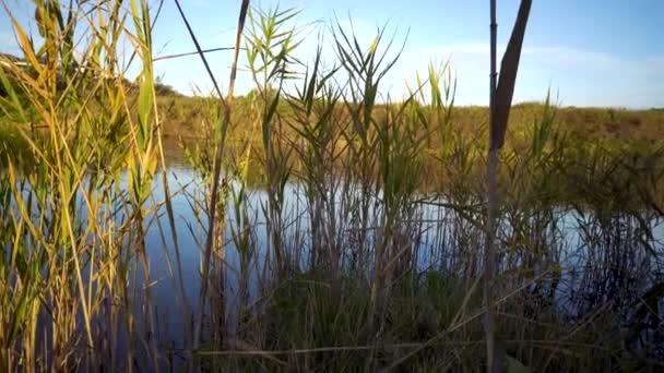 Cámara Lenta Mueven Través Del Sol Tarde Sobre Los Humedales — Vídeo de stock