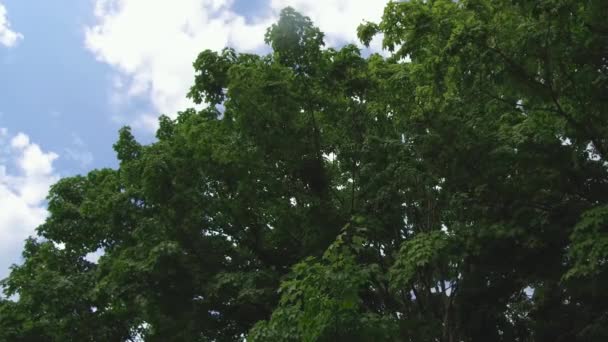 Natuur Bladeren Geblazen Door Wind — Stockvideo