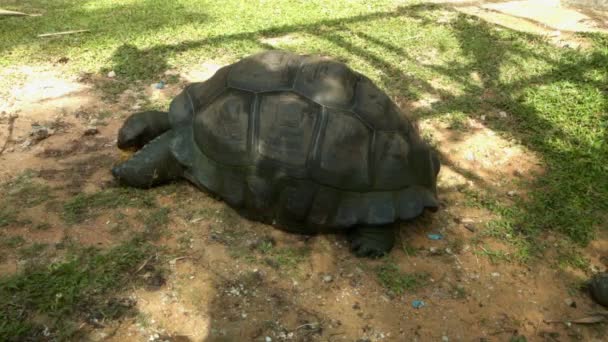 Большая Старая Черепаха Медленно Ходит Траве — стоковое видео