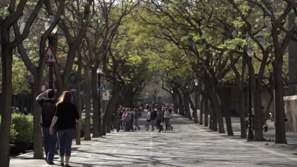 Mensen Die Onder Bomen Lopen Spanje — Stockvideo