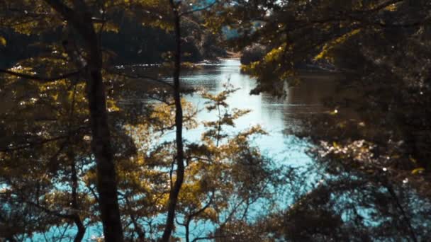新西兰一个湖中的影像 显示了附近的山脉和树木 — 图库视频影像