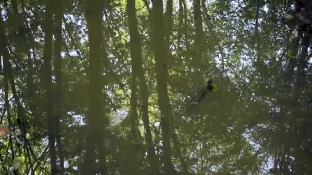 Wassertropfen Fallen Eine Schlammige Pfütze Die Den Umgebenden Wald Reflektiert — Stockvideo