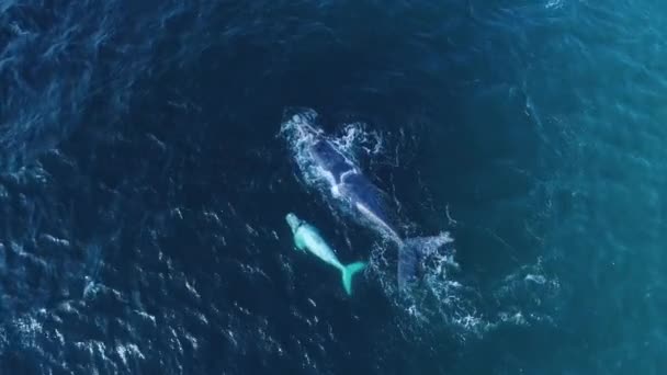 Aerial White Southern Bezerro Baleia Franca Nadando Com Mãe Oceano — Vídeo de Stock