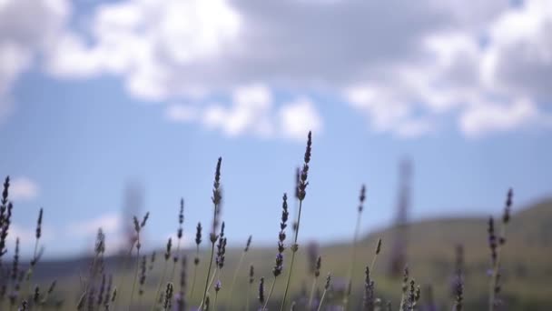 Flores Lavanda Selvagem Crescendo Nas Montanhas Com Nuvens Brancas Fundo — Vídeo de Stock