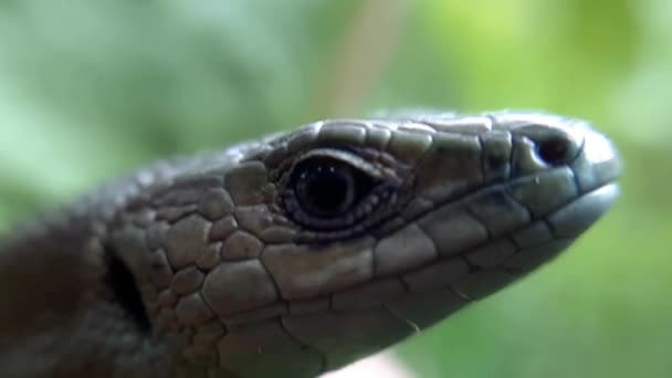 Mirada Del Lagarto Común Cabeza Estabilizada — Vídeo de stock