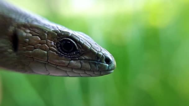 Lézard Commun Regardant Herbe — Video