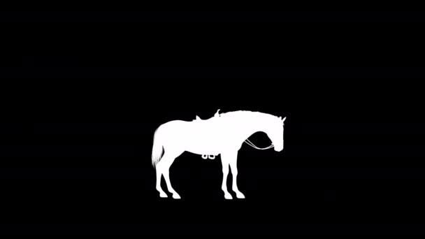 Stallion Horse Scratch Animation Silhouette Als Verlustfreier Png Alpha Kanal — Stockvideo