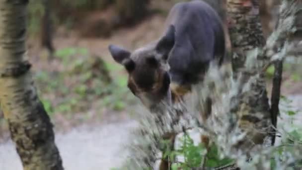 Junge Rentiere Finnland Ernähren Sich Einem Sonnigen Morgen Von Einem — Stockvideo