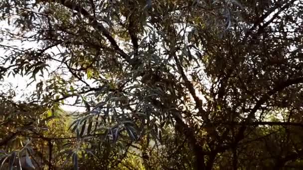 Sol Brilha Através Das Folhas Azuis Pastel Uma Árvore — Vídeo de Stock