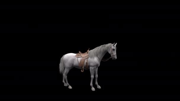 Witte Hengst Horse Stand Animatie Alpha Channel — Stockvideo