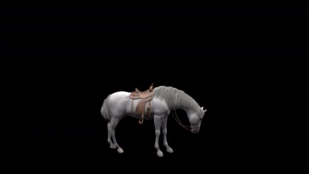 White Stallion Horse Feed Animation Alpha Channel — Stock Video