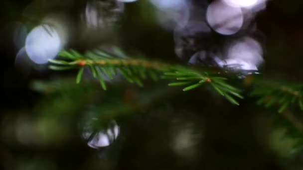 Feuilles Pin Dans Bois Dans Les Montagnes Italiennes Bosco Chiesanuova — Video