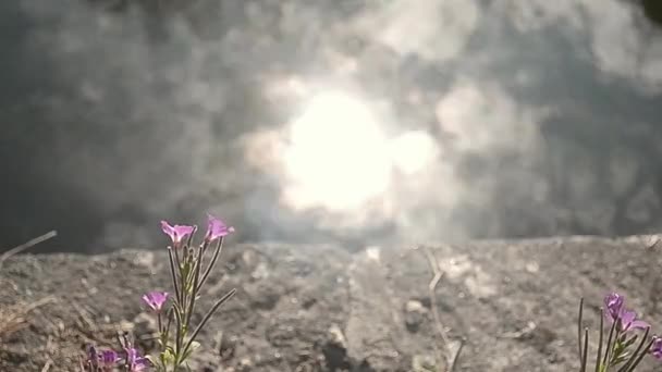 Rosafarbene Blüten Wehen Wind Kanalufer — Stockvideo