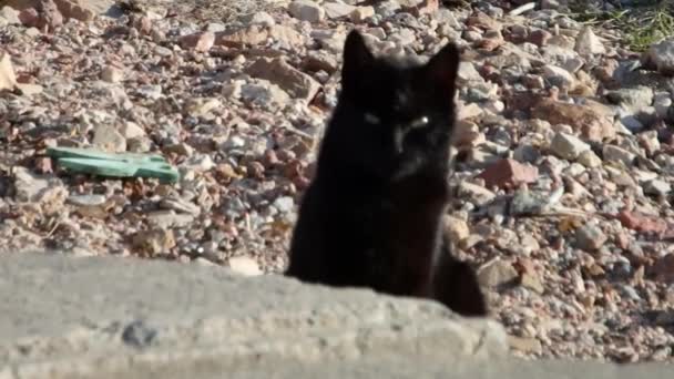 Zwarte Kat Staren Naar Camera Voor Een Vreemd Lange Tijd — Stockvideo