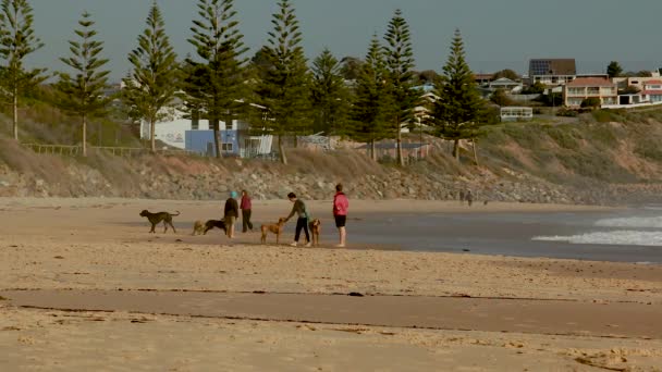 People Walking Dogs Christies Beach Adelaide South Australia — Stock Video