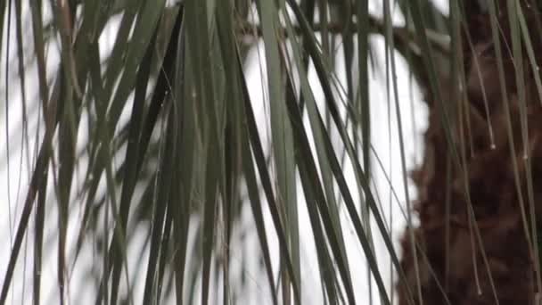 Lluvia Cayendo Palm Branch — Vídeo de stock