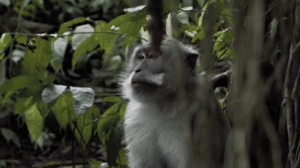 Lento Tiro Panorámico Derecho Mono Detrás Las Vides Bosque — Vídeos de Stock