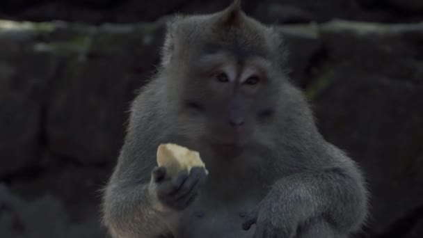 猴子吃了一块红薯的一小段 — 图库视频影像