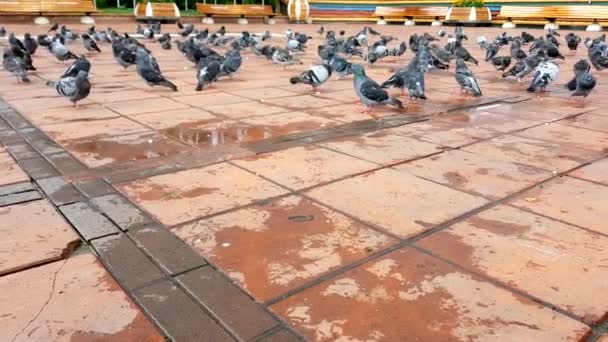 Pigeons Maltepe Center Square Turkey — стокове відео