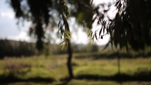 Belo Salgueiro Verde Oscila Vento Medida Que Cresce Junto Com — Vídeo de Stock