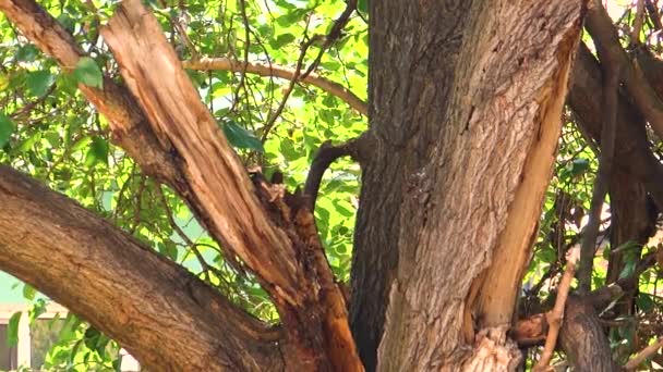Dendrocopos Besar Diserang Dari Kumbang Pohon Dan Mengambil — Stok Video
