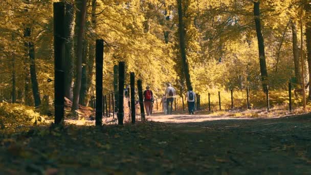 Caminhantes Floresta Marcinelle Valónia Bélgica — Vídeo de Stock