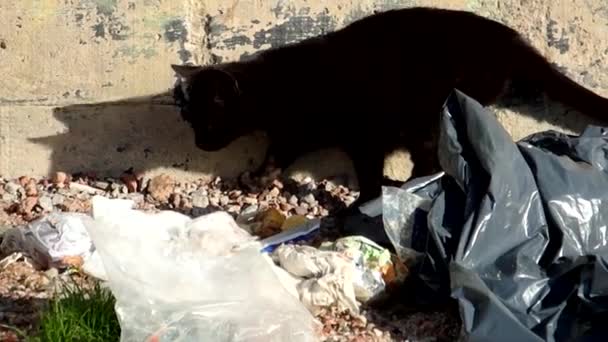 Dwa Czarne Koty Szukające Jedzenia Śmieciach Wystraszyły Się Uciekły — Wideo stockowe