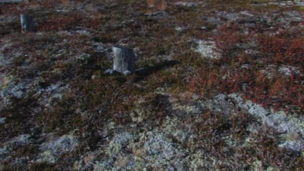 Грубая Бесплодная Тундра Норвегии Rows Stumps All Remains Old Forest — стоковое видео