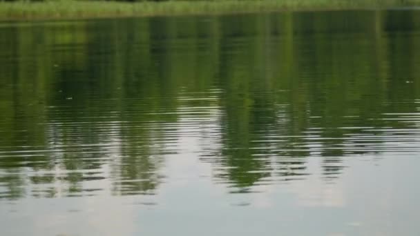 Lago Calmo Água Perto — Vídeo de Stock