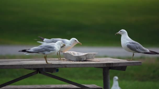 Seagulls Surround Eat Leftover Tray Campground Table — Stock Video