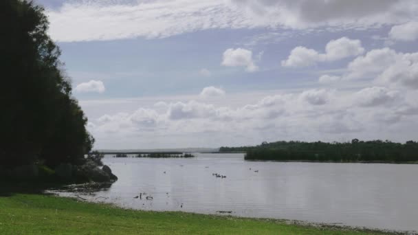 Vogels Zwemmen Prachtige Natuurlijke Wetlands — Stockvideo