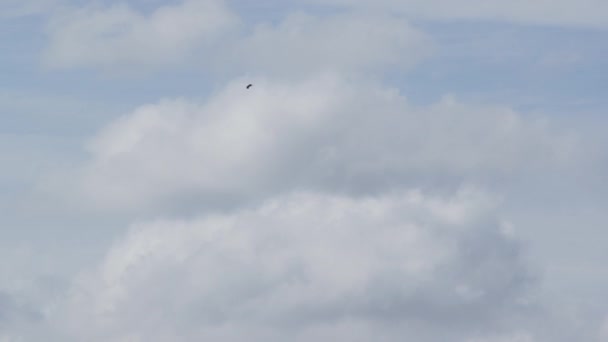 Ένα Γεράκι Πετάει Στα Σύννεφα Ψάχνοντας Για Λεία — Αρχείο Βίντεο