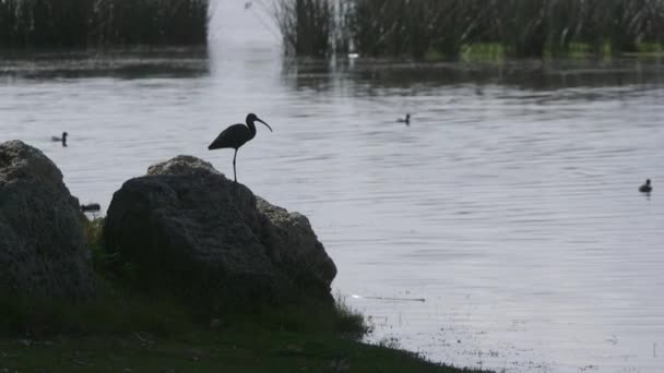 鳥は美しい自然の湿地で泳ぐ — ストック動画