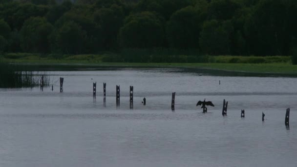 鳥は美しい自然の湿地で泳ぐ — ストック動画