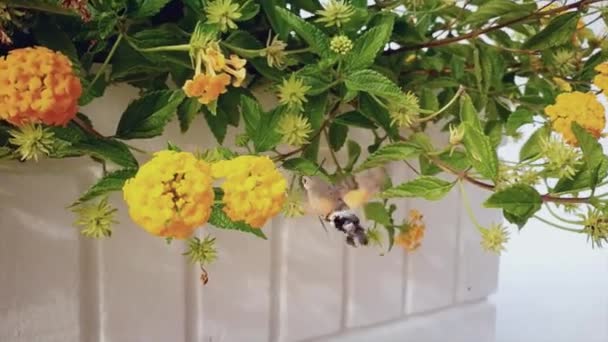 Bee Flies Flowers Background — Stock Video