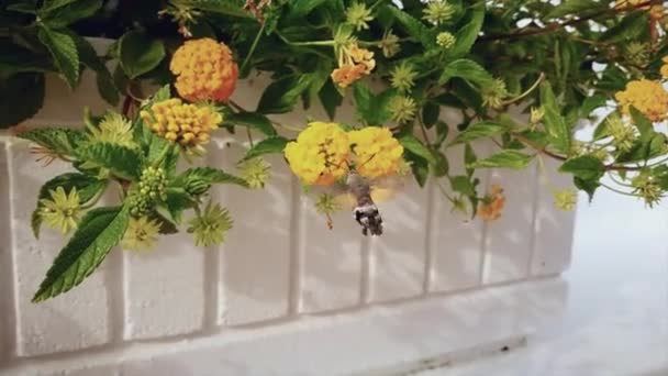 Bee Flies Flowers Slowmotion — Stock Video