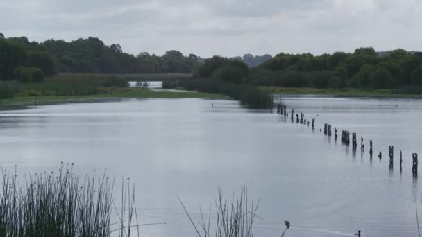 Beautiful Wetlands Perth Austrália Ocidental — Vídeo de Stock