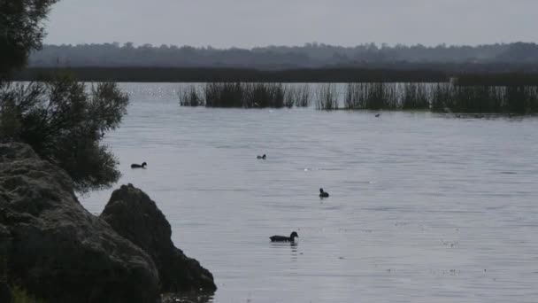 Beautiful Wetlands Perth Austrália Ocidental — Vídeo de Stock