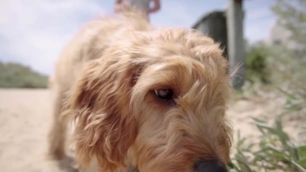 Slowmo Spoodle Marchant Sur Une Plage Brighton Reniflant Melbourne Australie — Video