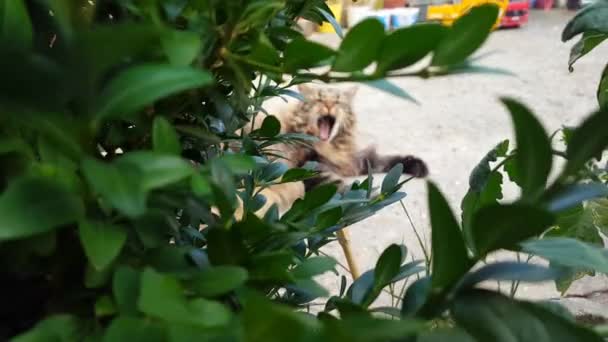 Handhållen Skott Norsk Skog Katt Gäspning Med Grön Växt Förgrunden — Stockvideo