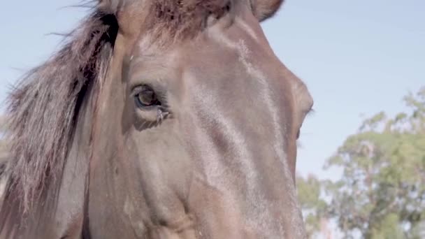 Closeup Beautiful Blank Horse Sunny Day — Stock Video