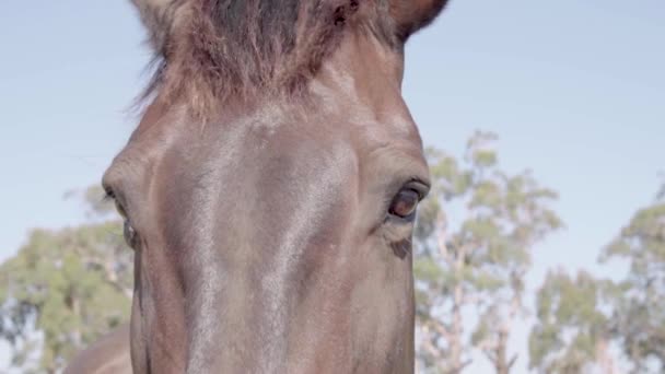 Close Mooie Zwarte Paard Knipogen Ogen — Stockvideo