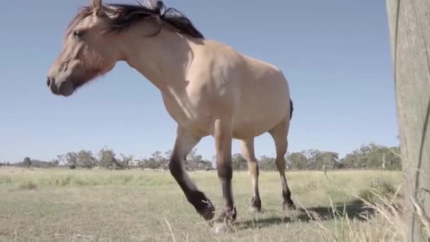 Slowmo Krásný Hnědý Kůň Kráčí Poli Slunečného Dne — Stock video