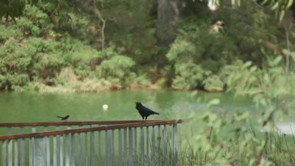 Bir Kuyruk Sallayan Gölde Bir Kargayı Kovalıyor Avustralya Kuşları — Stok video