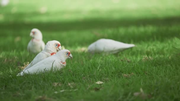 Cockatoos Spelen Het Park Australië — Stockvideo