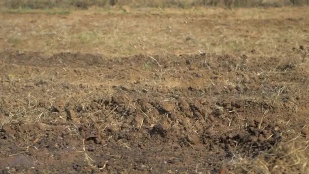 Vatten Faller Ner Som Regn Trädgård Afrika Slow Motion — Stockvideo