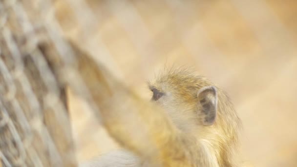 Bebé Babuino Colgando Interior Jaula Santuario Animales Cámara Lenta — Vídeo de stock