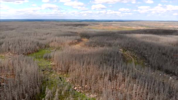 Drohnenaufnahmen Nach Einem Waldbrand Schweden Mit Toten Bäumen Und Einer — Stockvideo