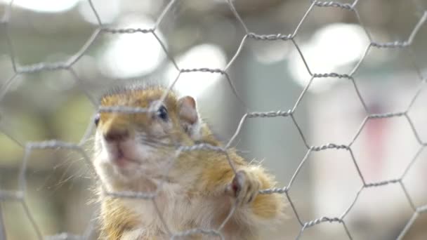 Ardilla Roja Sosteniéndose Interior Jaula Santuario Animales Cámara Lenta — Vídeo de stock